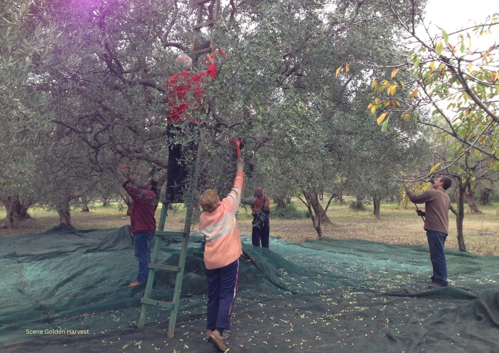 People documenting stories among ancient olive trees